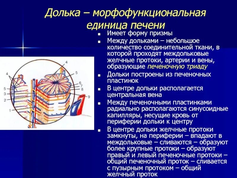 Функциональная единица печени. Морфофункциональная единица печени. Структурно-функциональная единица печени печеночная долька. Морфофункциональная структура печени. Строение дольки печени анатомия.