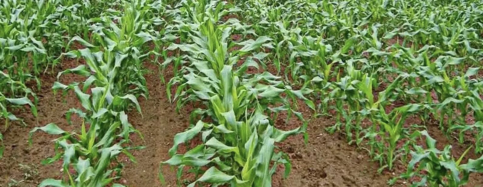 В каком месяце сажают кукурузу. Семена кукурузы сахарной Бондюэль. Рассада кукурузы. Посев кукурузы. Всходы кукурузы.