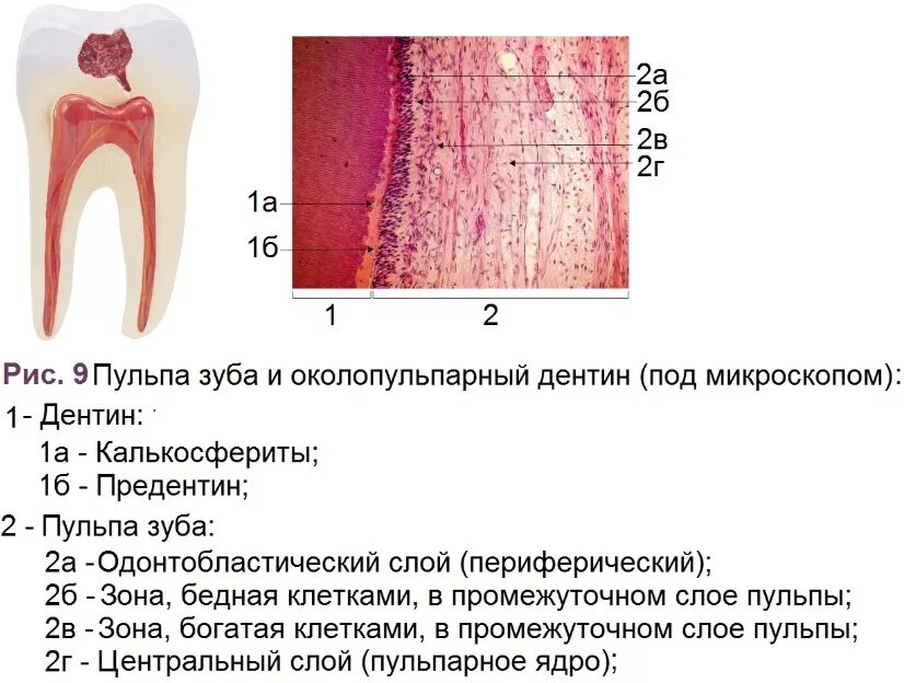 Строение пульпы зуба гистология. Пульпа зуба гистологический препарат. Структура пульпы зуба. Строение пульпы гистология. Функции тканей зубов