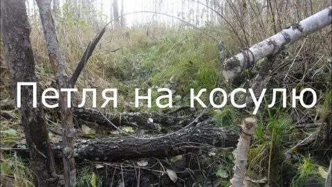Петля на бобра видео