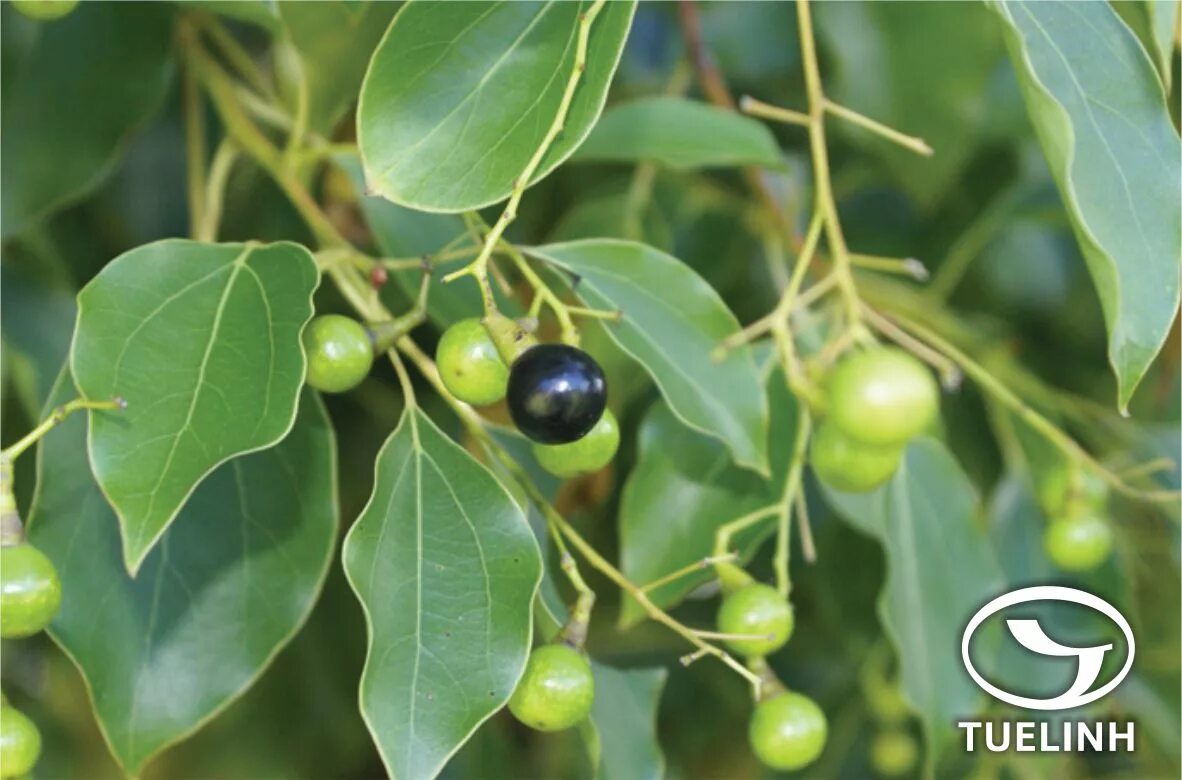 1 камфора. Коричник камфорный. Cinnamomum camphora.