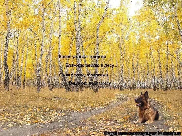 Стихи про осенние листья. Майков кроет уж лист золотой. Кроет уж лист золотой влажную землю в лесу стихотворный размер. Кроет уж лист золотой влажную землю в лесу. Кроет уж лист золотой влажную размер стиха.