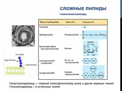 Липиды конспект 10 класс кратко