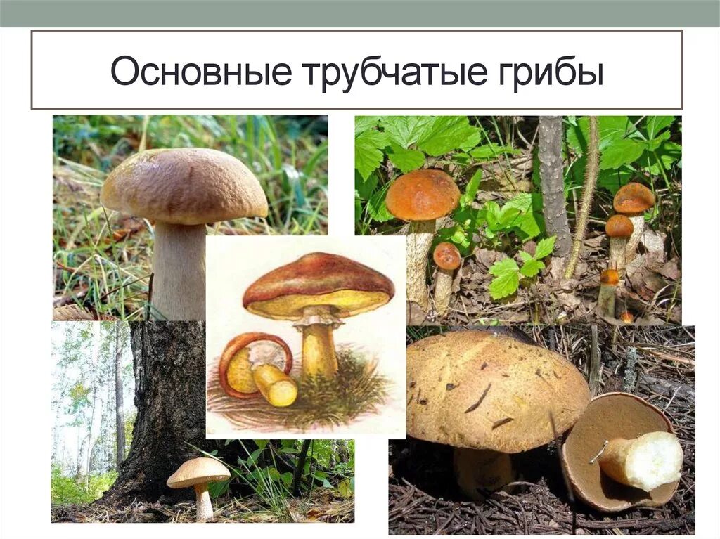 Ядовитые трубчатые грибы