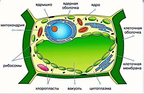 Вакуоли животной клетки