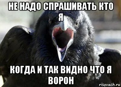 Ворона пасхалка мем