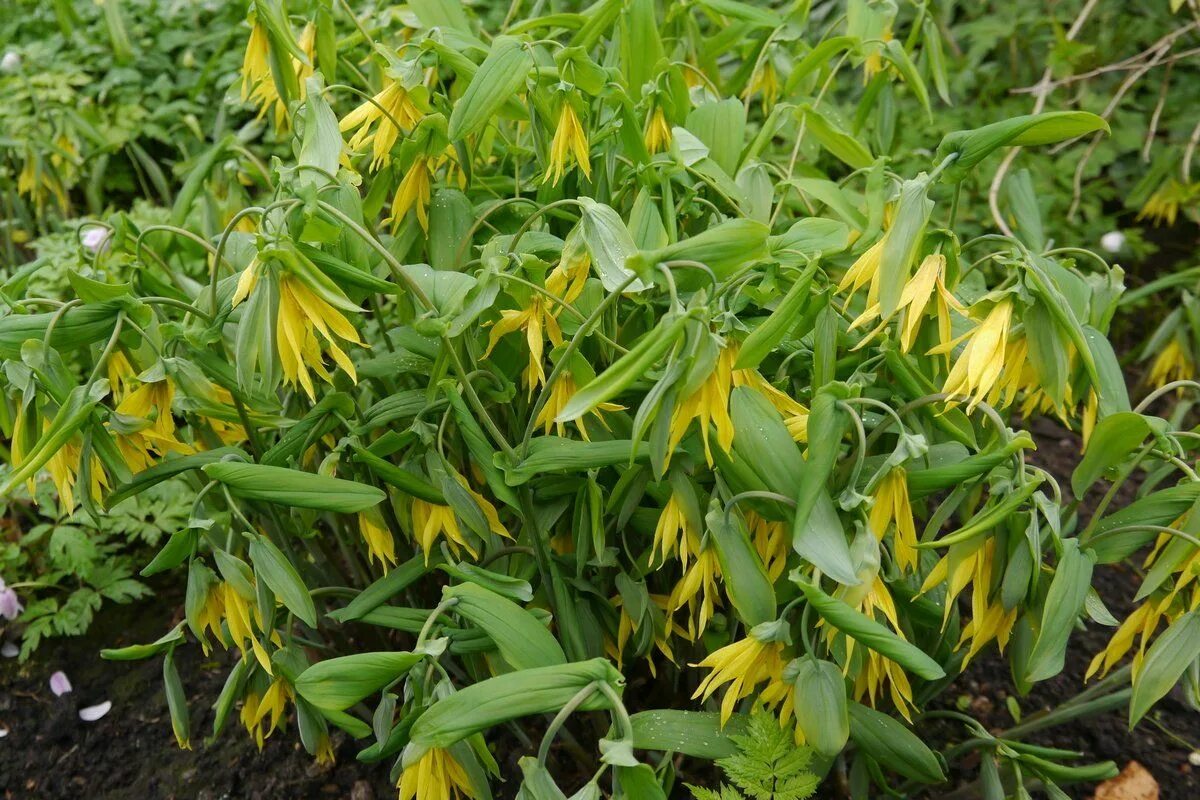 Uvularia grandiflora. Увулярия крупноцветковая фото и описание. Увулярия крупноцветковая. Увулярия крупноцветковая фото и описание. Увулярия крупноцветковая фото и описание.