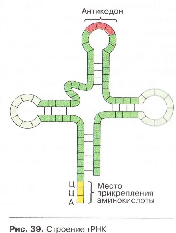 Строение транспортной РНК. Структура ТРНК схема. Схема молекулы ТРНК. Строение транспортной РНК схема. Рисунок молекулы рнк