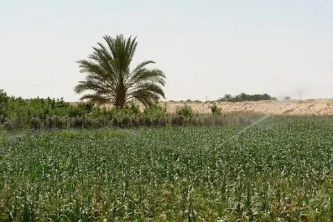 Отрасли растениеводства алжира