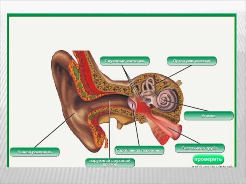 Строение уха равновесие. Строение органа слуха и равновесия анатомия. Слуховой анализатор анализатор. Орган слуха и равновесия иннервирует.