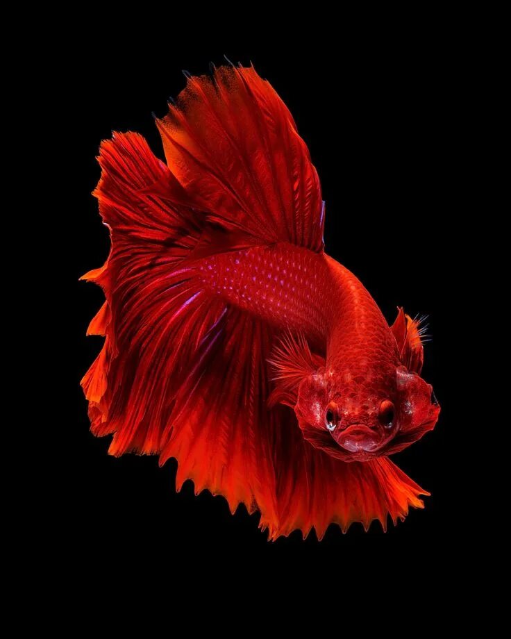 Blue betta fish. Петушок гигант рыбка. Петушок сиамский супердельта. Аквариумная рыбка петушок дракон. Рыбка петушок коронохвостый.