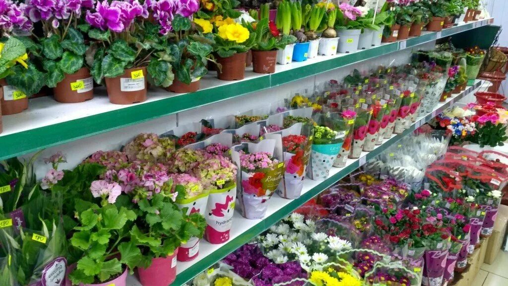 Садовый рай киров. Оптовый склад горшечных растений. Оптовый магазин цветов в горшках. Цветы которые продаются в магазинах. Цветы в горшках в цветочных магазинах.
