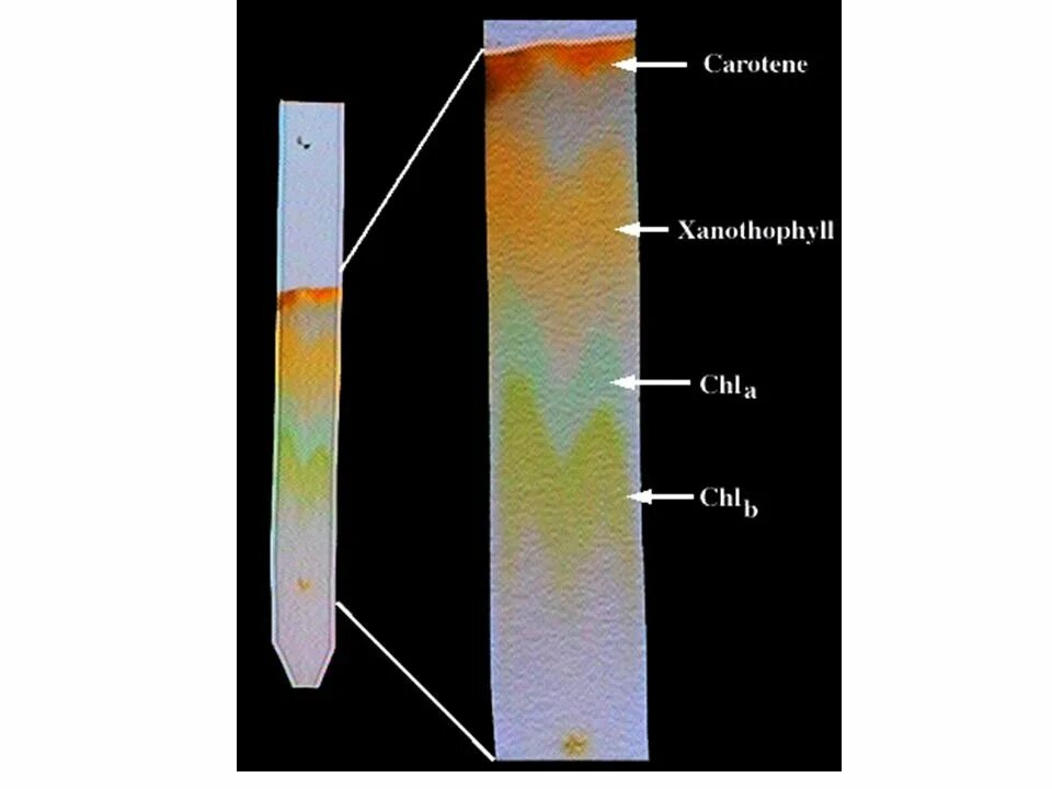 Разделение пигментов листа метод. Разделение пигментов листа методом хроматографии. Разделение пигментов листа методом бумажной хроматографии. Бумажная и тонкослойная хроматография. Бумажная хроматография хлорофилла.