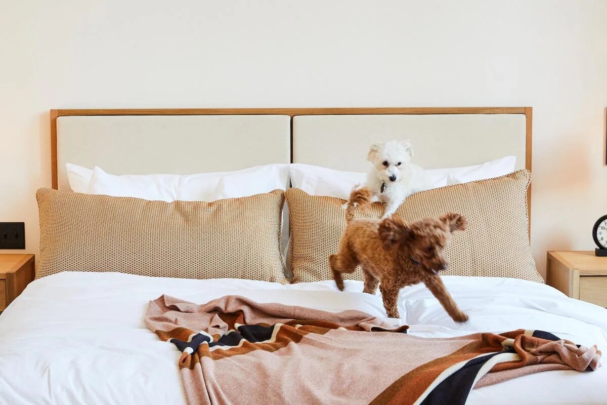 Dog friendly отели сочи. Пет френдли в отелям. Doghotel мой отель для собак. Дог френдли. Dog friendly кафе.
