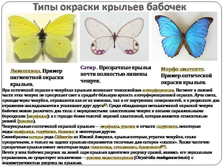 Содержание бабочки. Типы окраски бабочек. описание бабочки. бабочки с описанием и названием. внешний вид и название бабочек.