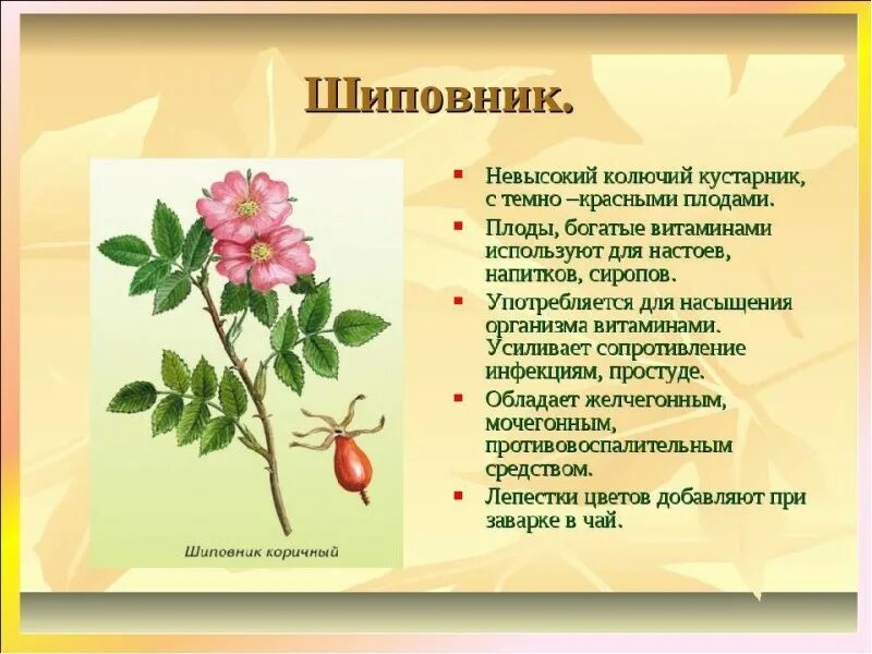 Шиповник содержание. Плоды шиповника коричного. шиповник 2 класс окружающий мир. шиповник описание.