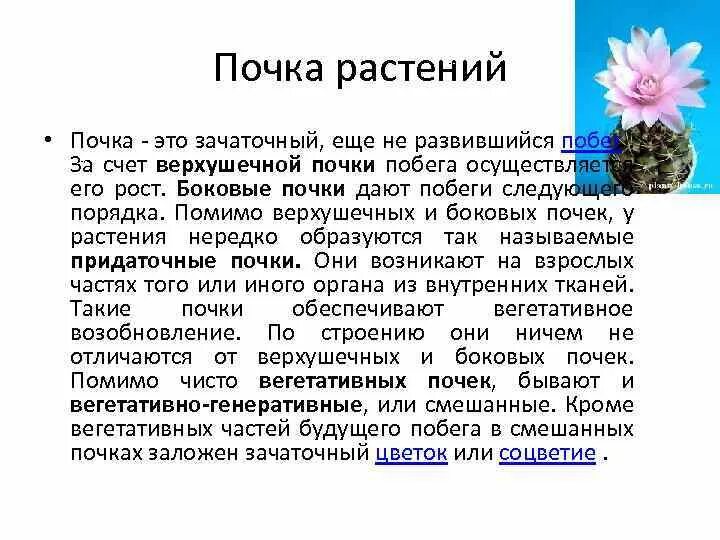 Почка покрытосеменного растения. Доказать что почка зачаточный побег. Докажите что почка зачаточный побег. Почему почку называют зачаточным побегом. Растения обеспечивают жизнь другим растениям потому что