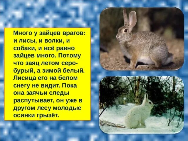Что не помогает зайцу спасаться от врагов. Заяц зимой и летом. враги зайца. у зайца много врагов. враги зайца в природе.