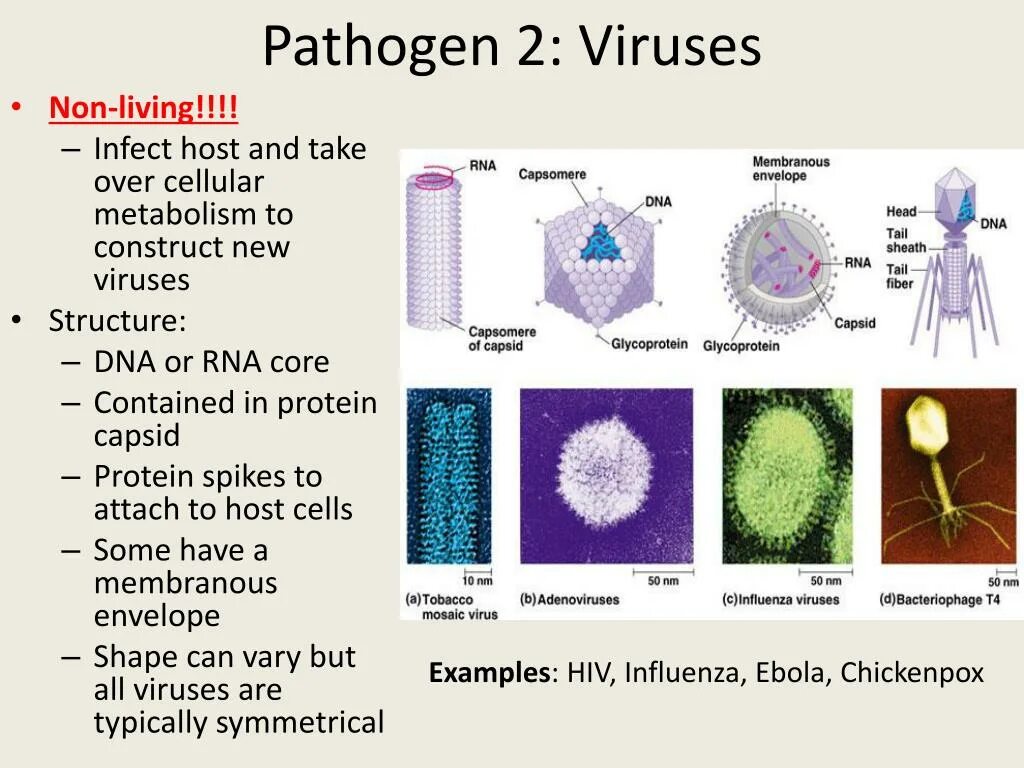 Pneumovirus Тип симметрии. Pathogen. Буклет на тему вирусы биология.