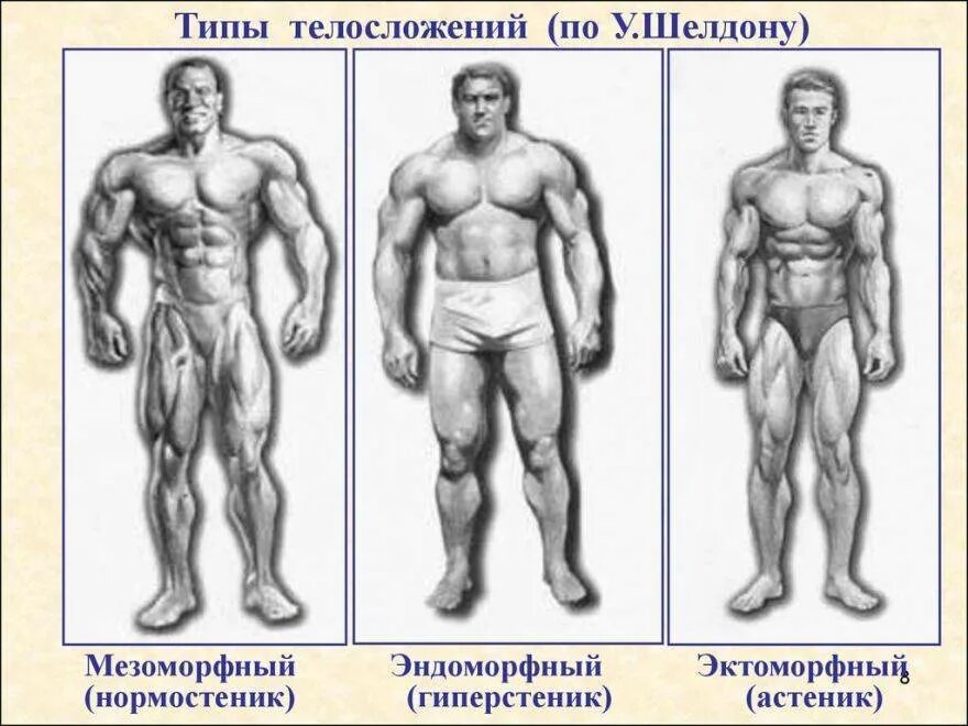 Тип телосложения гиперстеник. Типы телосложения у мужчин эктоморф. гиперстеник тип телосложения у мужчин. эндоморфный тип телосложения у мужчин. тип телосложения астенический эктоморф.