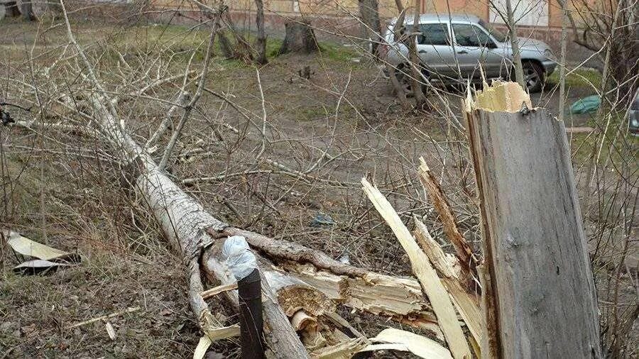 Москва сейчас деревья. В Москве ветер повалил деревья. Поваленные деревья в Москве. Упавшее дерево в Москве. Повалившееся дерево.