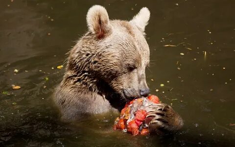 Bear fruit