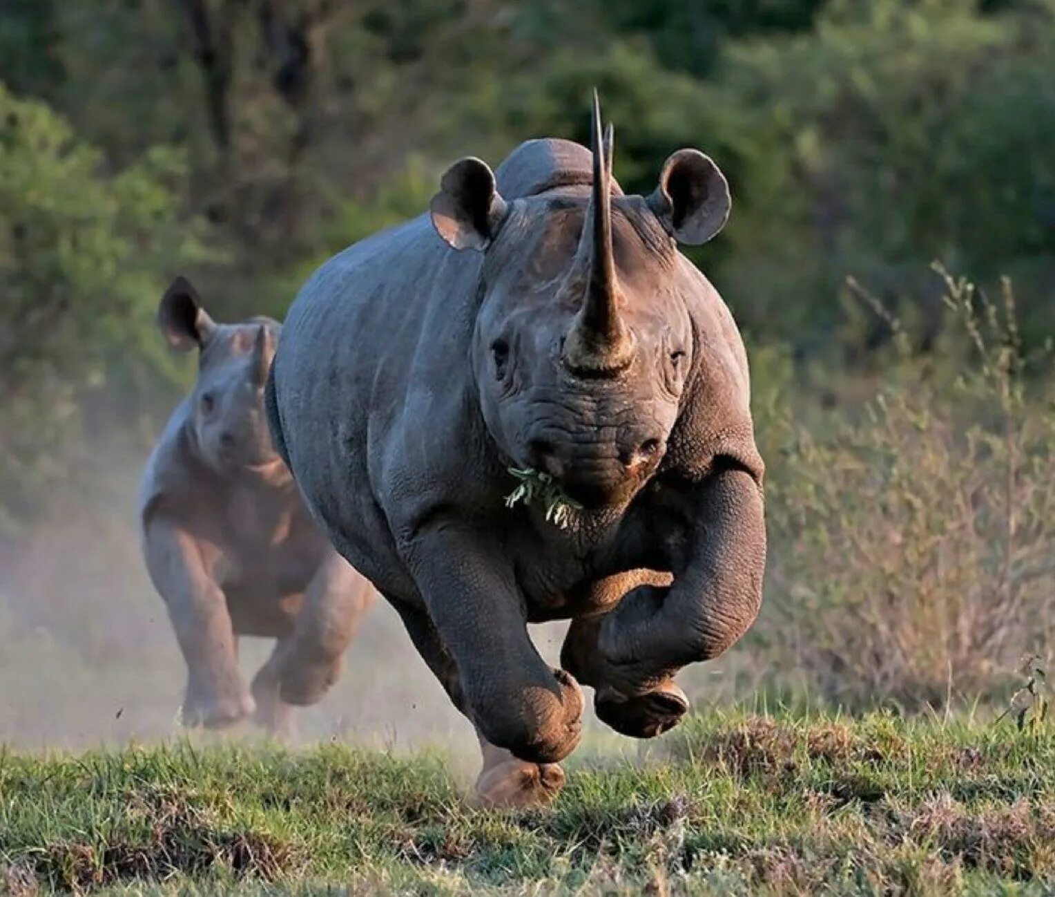 Широконосый носорог. Тигр носорог слон Бегемот. Носорог фото. Какая сильный зверь