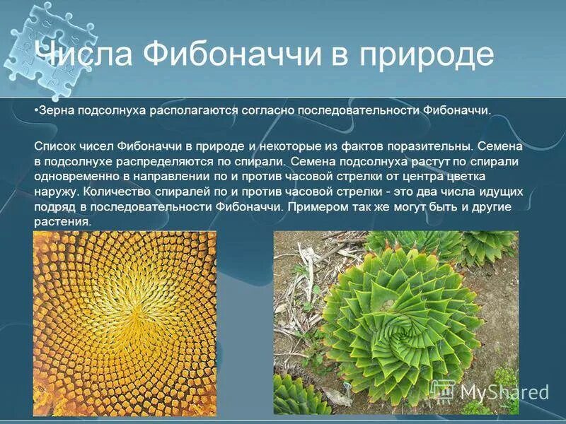 13 числа фибоначчи. Числа фибоначчи. число фибоначчив природе. числа фибоначчи в природе. числа фибоначчи и золотое сечение в природе.