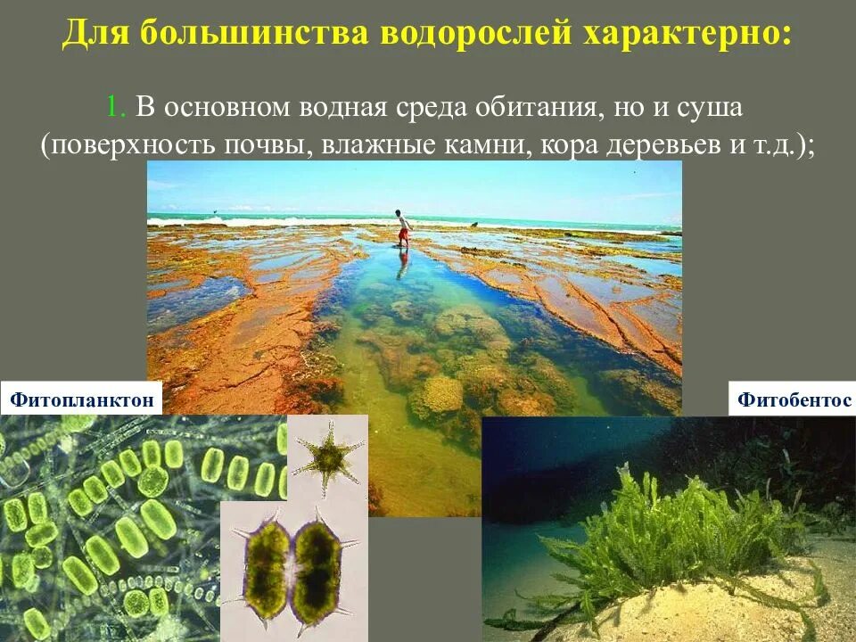 Среда обитания водорослей. Ламинария среда обитания. Водная среда обитания водоросли. Для большинства водорослей характерно.