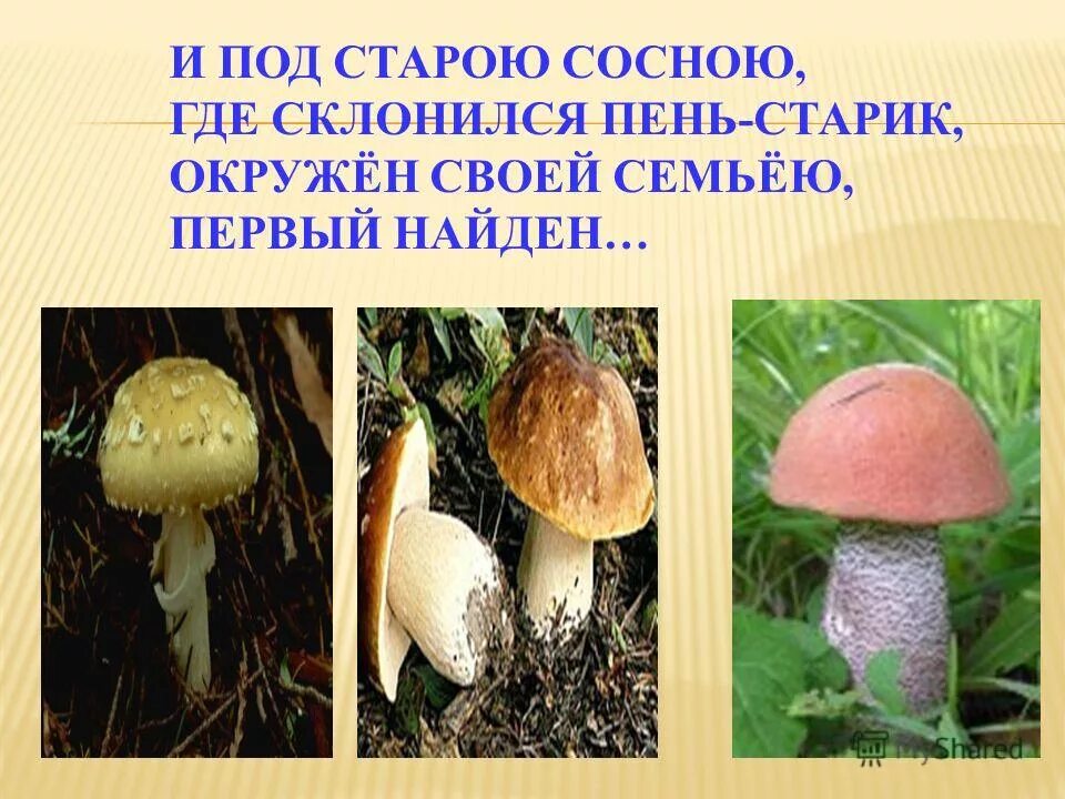 под старою сосной. автоматизация ж ежик. зеленою весной под старою сосной. под старою сосной. под старою сосной с любимою.