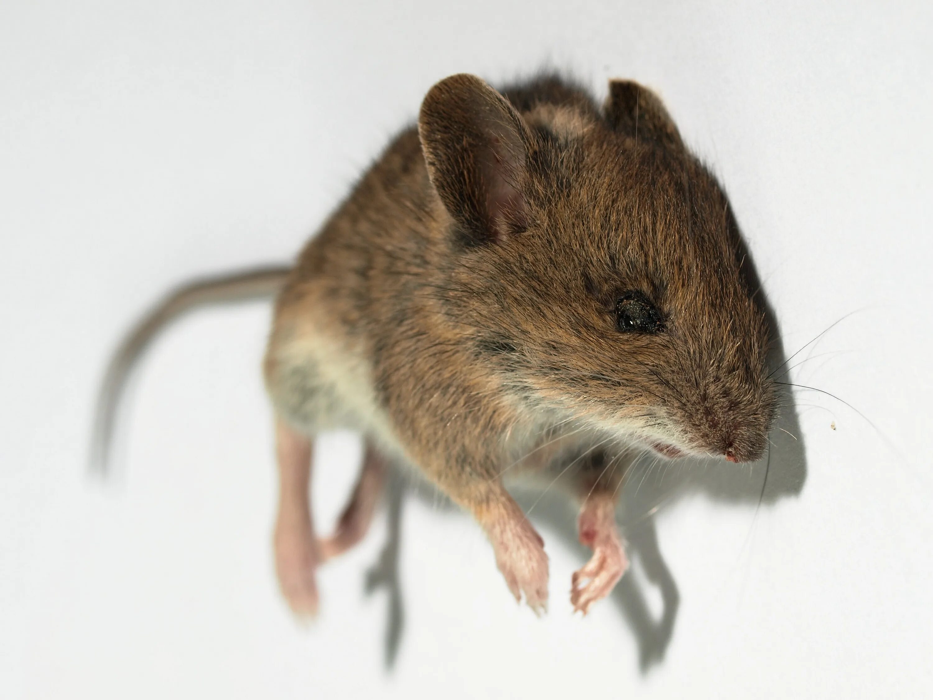 Musculus мышь. Mus musculus домовая мышь. домовая мышь mus musculus linnaeus. мышь полевка. мышата.
