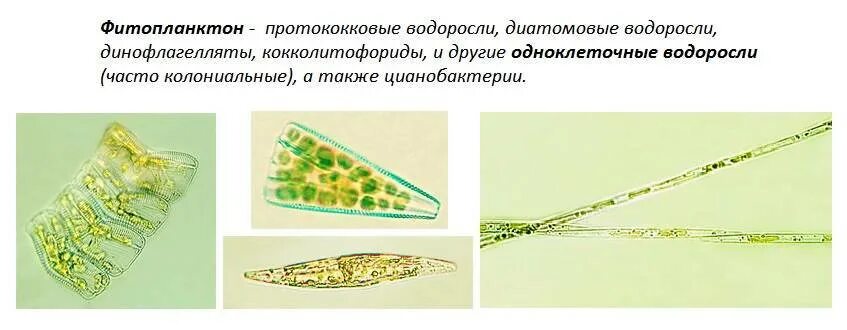 Фитопланктон диатомовые водоросли. Цианобактерии и диатомовые водоросли. Протококковые водоросли. Фитопланктон это в биологии.