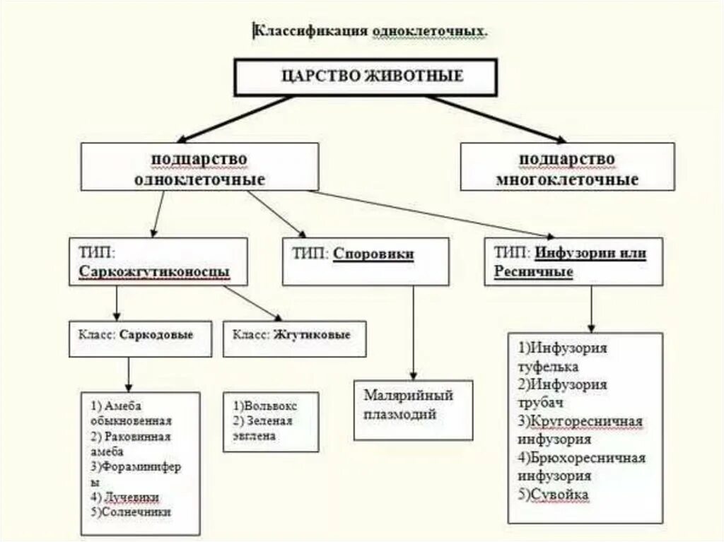 Царство животные Подцарство одноклеточные простейшие таблица. Царство животные. Подцарство одноклеточные (простейшие). Систематика царство животные схема. Систематика простейших таблица.