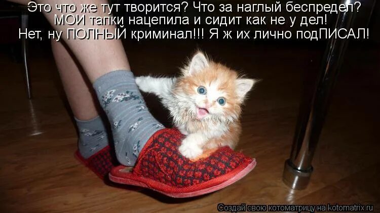 Котенок в тапочке. Смешные тапки. Кот и тапок. Котик в тапочках.