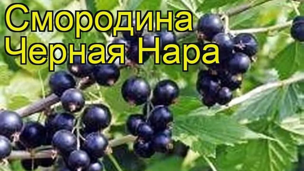 Смородина сорт нара. Смородина нара описание. Смородина нара описание сорта. Смородина нара описание сорта. Смородина нара описание.