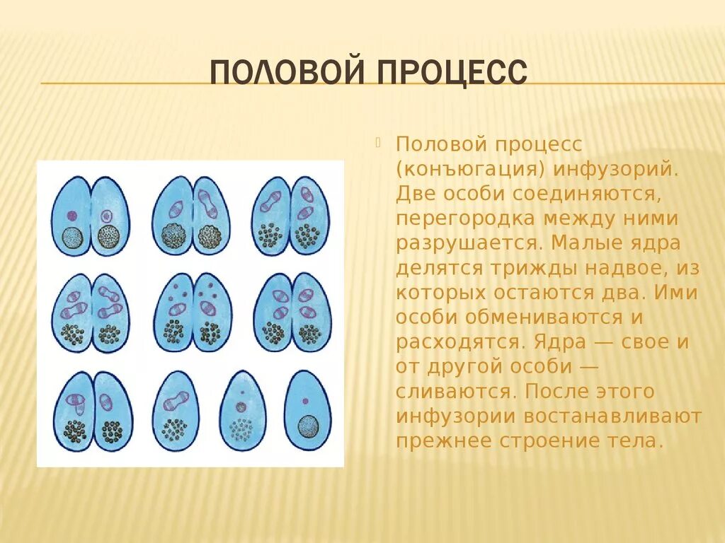 Инфузория туфелька процесс конъюгации. Процесс конъюгации у инфузорий. Этапы конъюгации инфузории туфельки. Конъюгация у инфузории туфельки 7 класс.