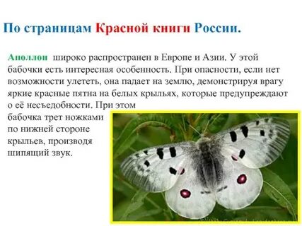 Все о бабочках