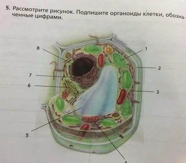 Рисунок клетки по биологии с подписями