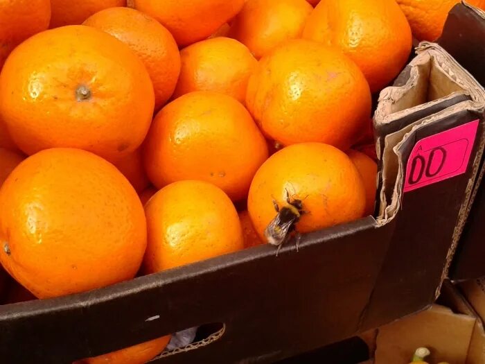 абхазские мандарины сорта. купить мандариновую ферму. склад мандаринов. мандарины абхазия 1 кг. закупка мандарина.