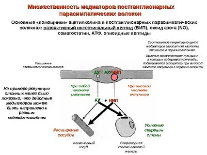 Какие медиаторы связаны