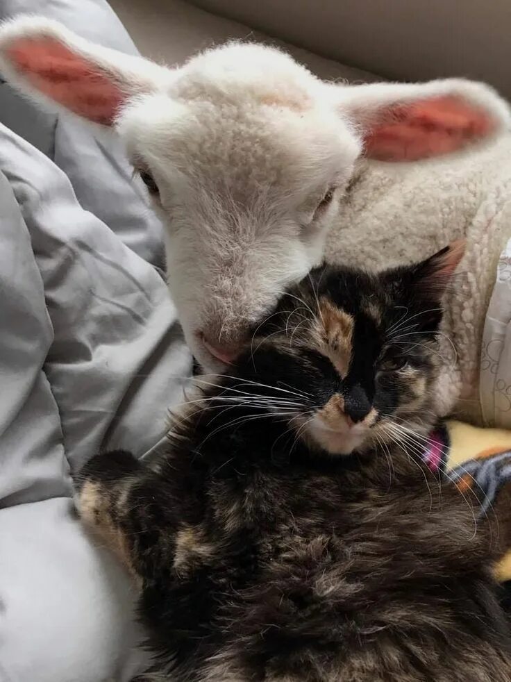 Ягнята и котята. Котята овечки. кошка барашек. ягненок и кошка.