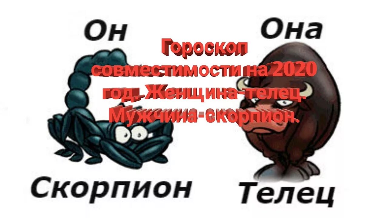 Телец со скорпионом женщиной. Мужчина Телец и женщина Скорпион. Скорпион и Телец мужчины. Скорпион и Телец отношения. Отношения между тельцами