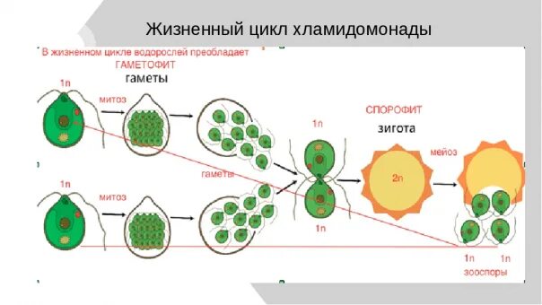 Мейоз водорослей. Жизненный цикл хламидомонады рисунок. Жизненный цикл хламидомонады схема. Цикл развития водоросли хламидомонады схема. Цикл развития хламидомонады рисунок.