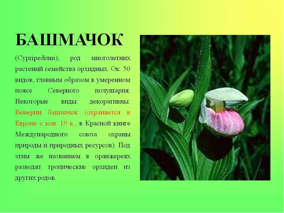 Доклад растения животных. Венерин башмачок красная книга удмуртии. растения изткрасной книги. растения из красной книи. растение красной книши.