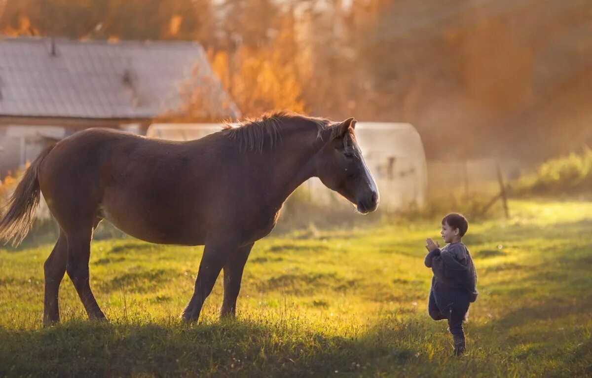 Годовый. Деревенские лошади. Конь в деревне. Лошадки в деревне. Мальчик на лошади.