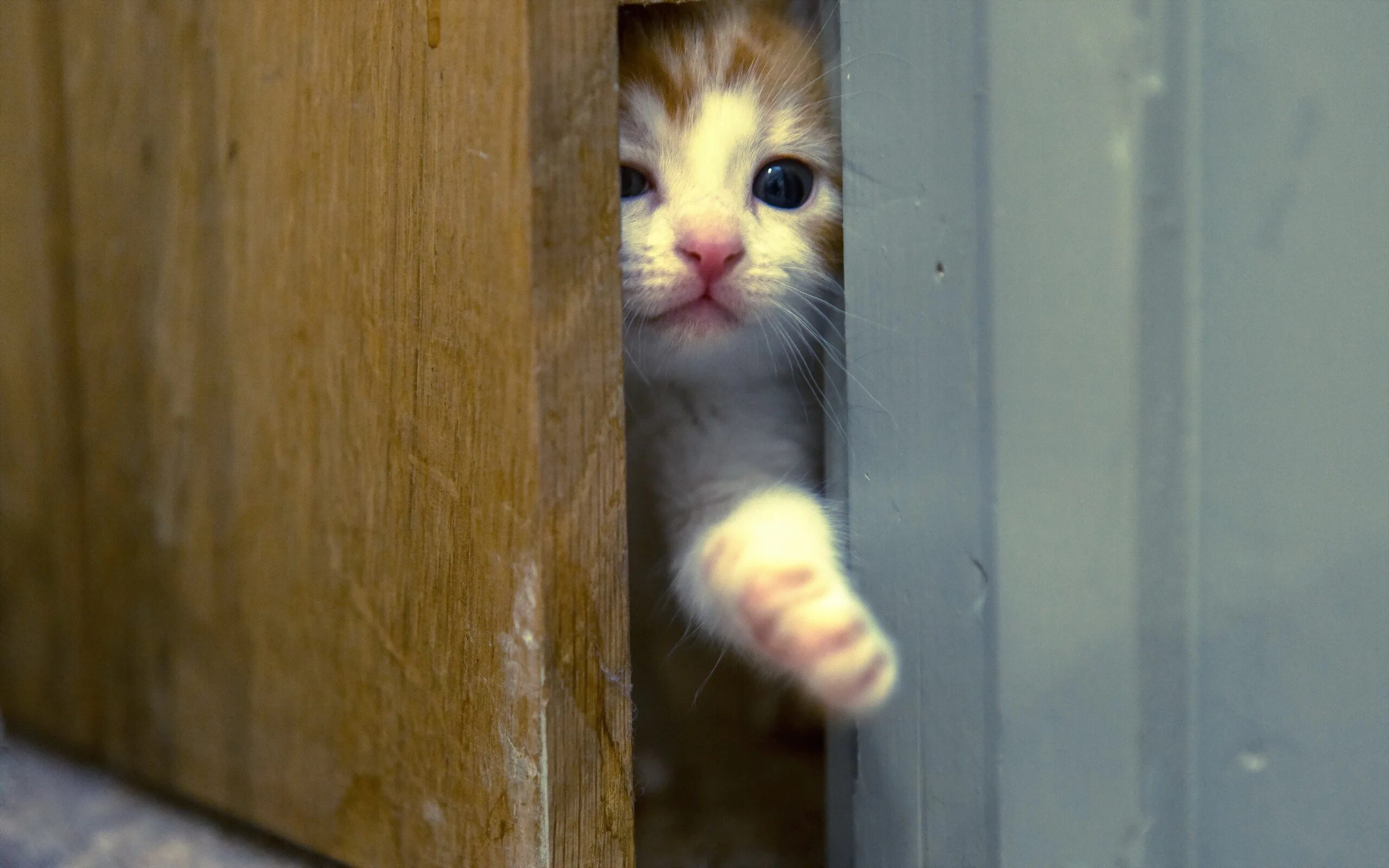 Мем выглядывает. Кот ломится в дверь. Котенок у двери. Дверь для кота. Кот за дверью.