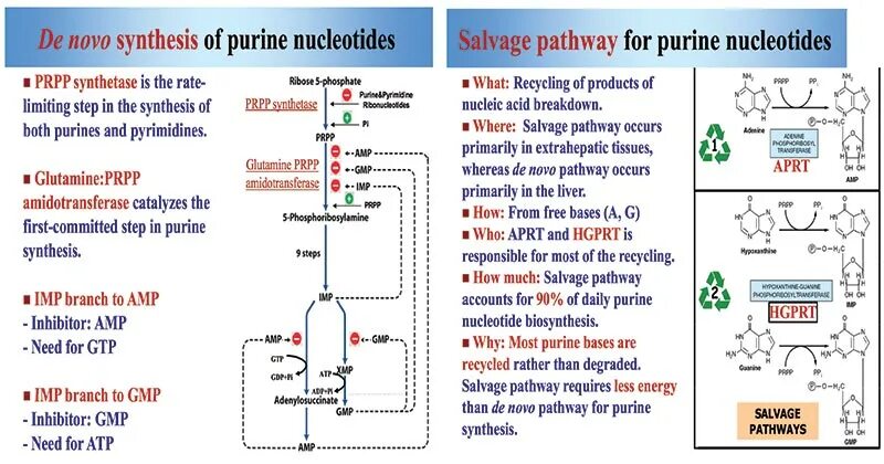 Am synthesis. Synthesis of purine nucleotides. Purine salvage Pathway. De novo purine Synthesis. Pathway of de novo purine nucleotide Synthesis.