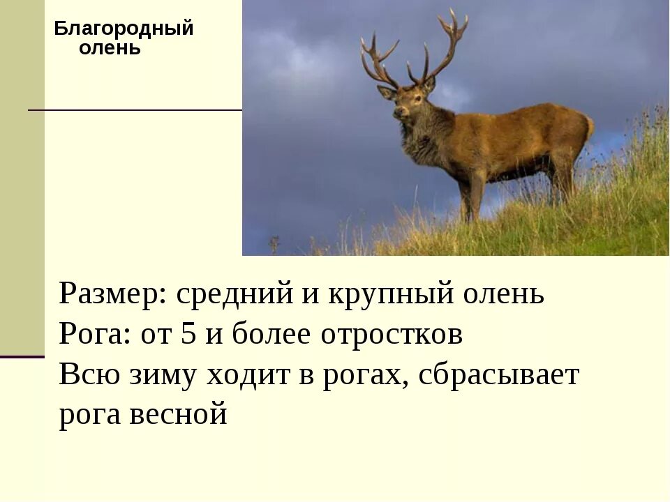 Научный текст про оленя. Описание оленя. Сообщение про оленя. Доклад про оленя. Олень благородный описание.