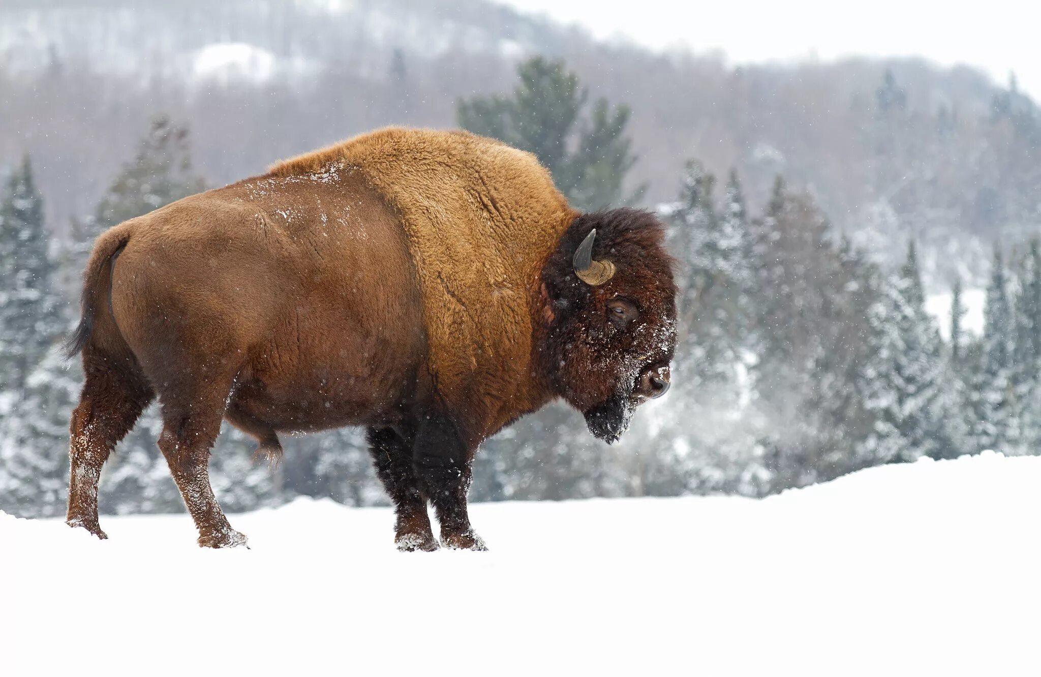 Яки зимой. Зубр бизон зубробизон. зубр bison bonasus. зубр зимой. зубр в снегу.