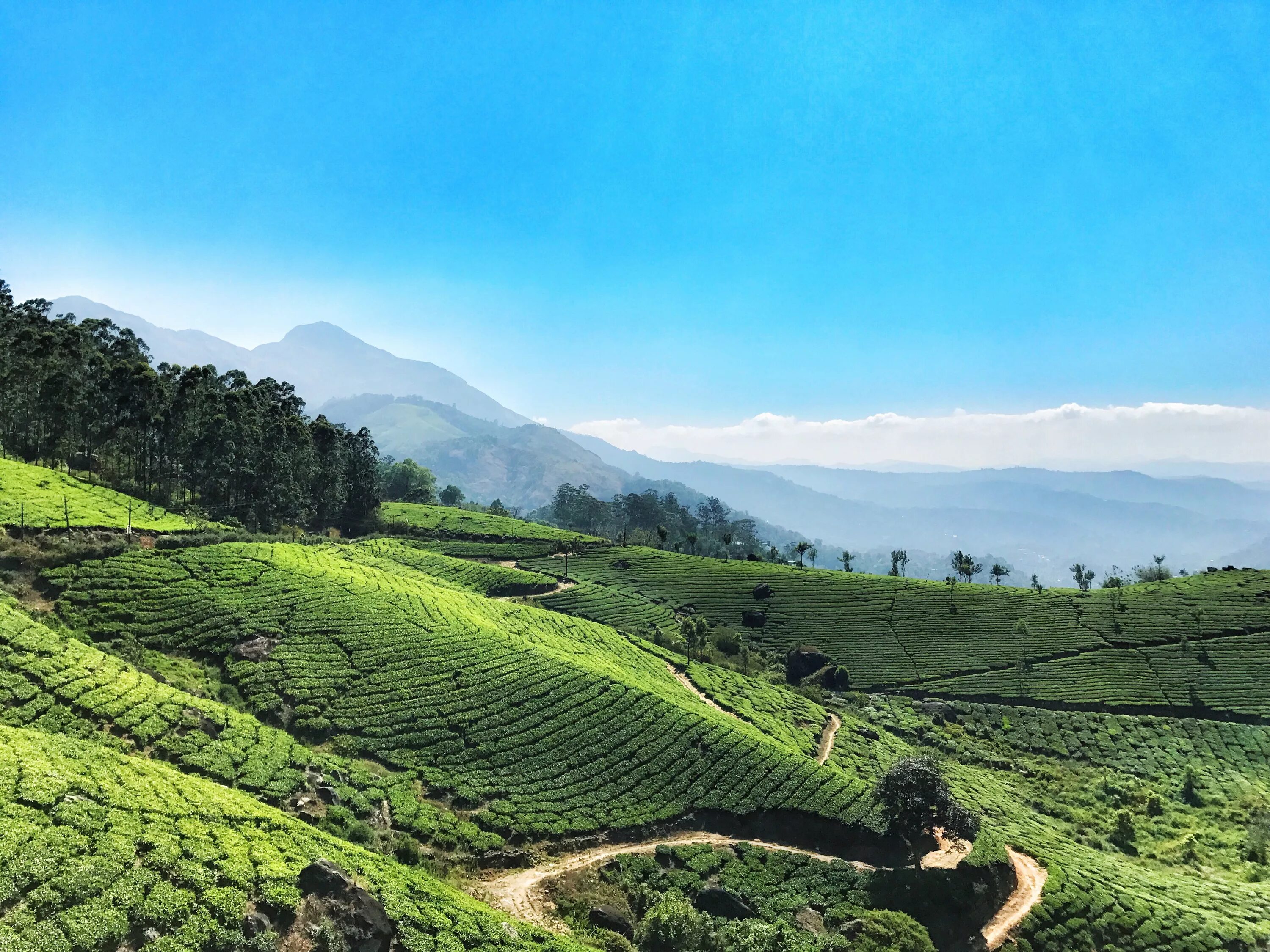 Tea fields